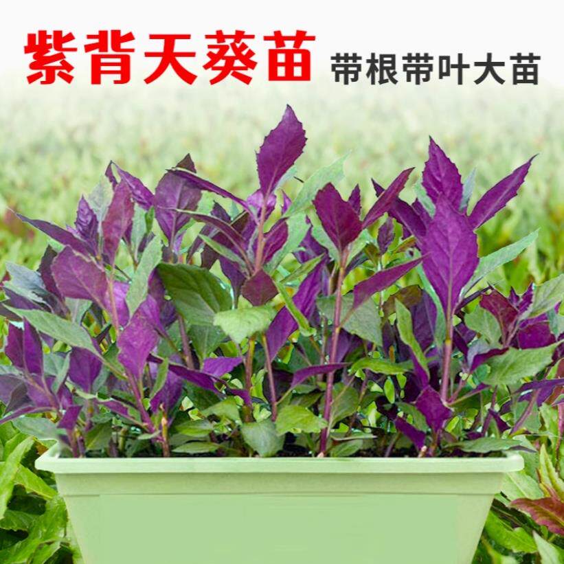 紫背天葵种子籽苗红菜四季