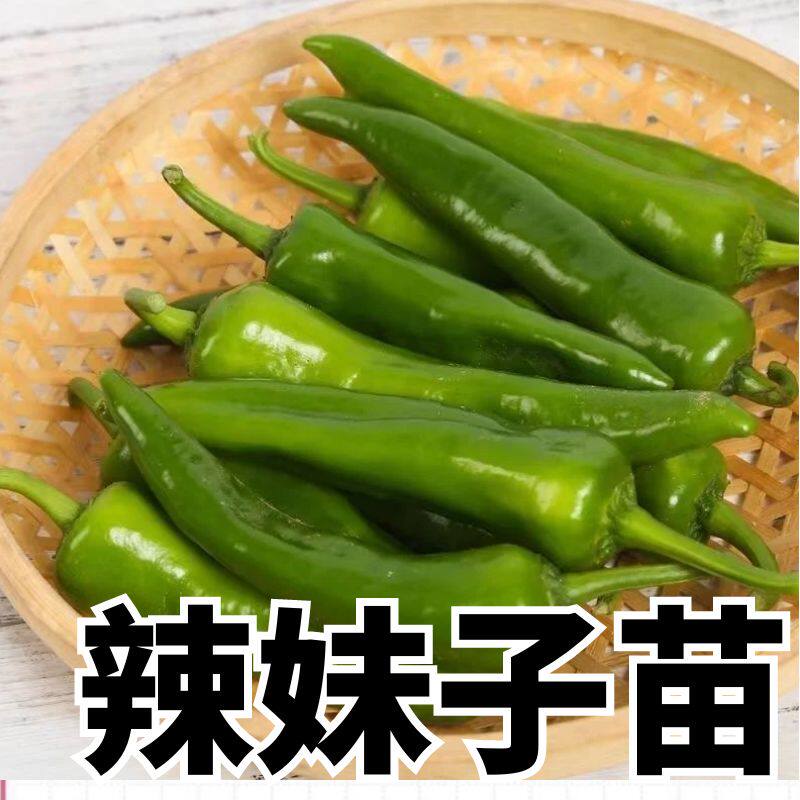 正宗辣妹子秧苗小辣椒秧苗四季苗