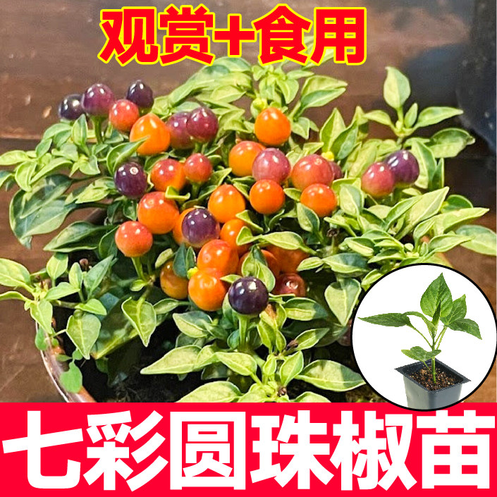 观赏食用七彩圆珠椒秧苗带