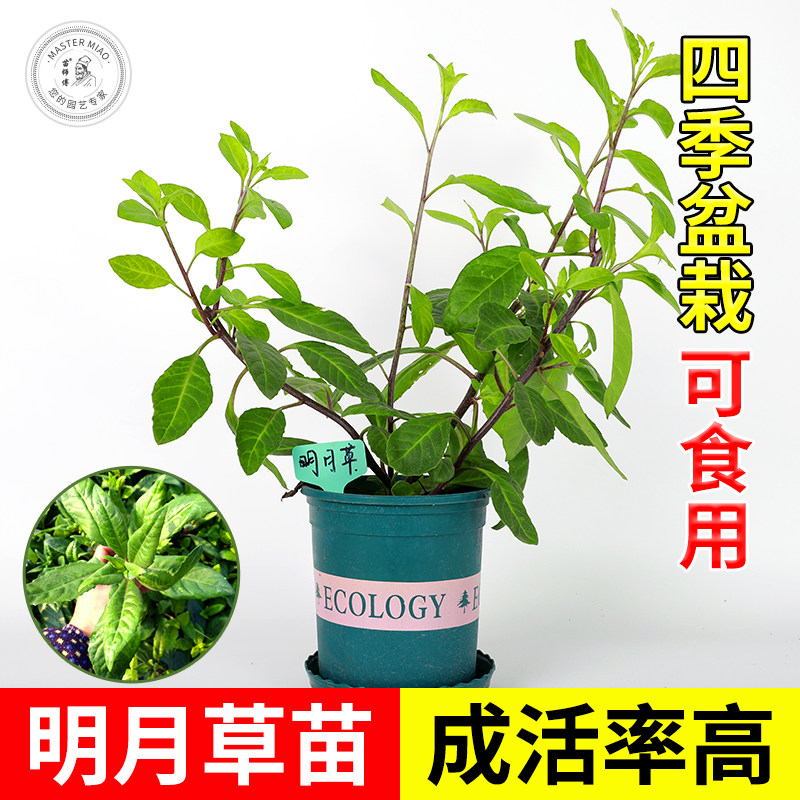 明月草苗金鸡毛泰国仙白