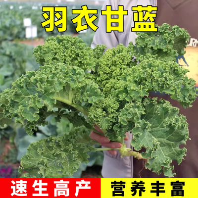 羽衣甘蓝种子籽苗孑食用秋