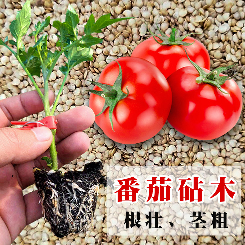 番茄嫁接砧木种籽树苗抗病