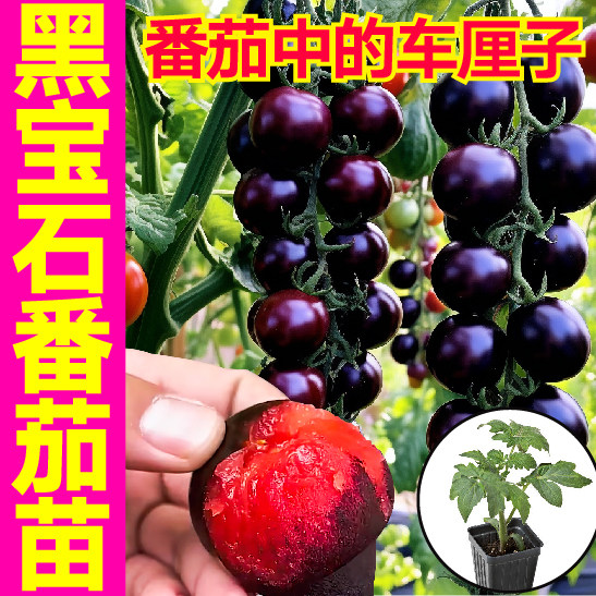 超甜糖水炸弹黑宝石番茄秧