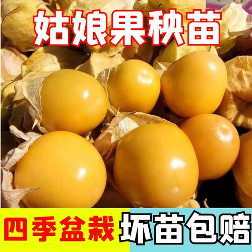 姑娘果秧苗苗子黄色姑娘果苗四季