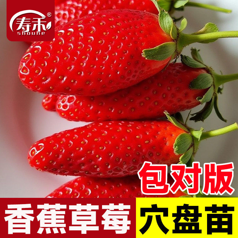 香蕉玄玉奶油草莓苗四季结果种植苗带土白食用苗种秧种苗随珠