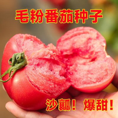 毛粉802番茄种子大果西红