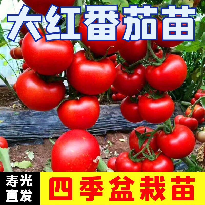 大红番茄秧苗番茄苗四季盆栽阳台