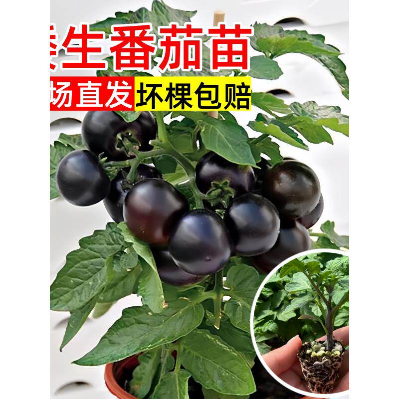 黑矮生小番茄苗秧红黄柿子