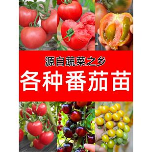 各种番茄苗秧苗大粉番茄苗水果西红柿秧子圣女果种籽苗春季盆栽苗
