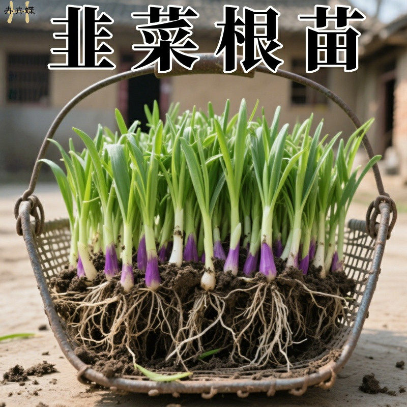 【头茬现挖】紫根韭菜苗宽