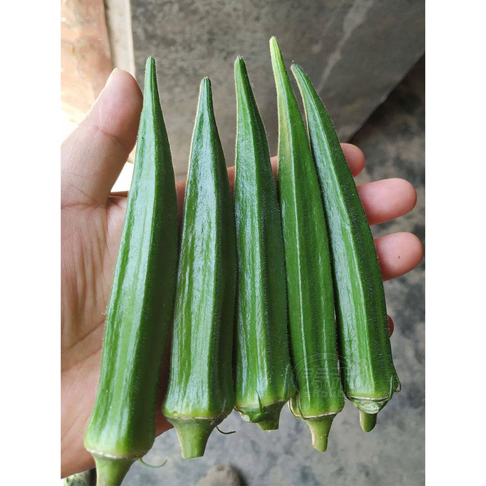 水果秋葵种子苗蔬菜籽孑秧