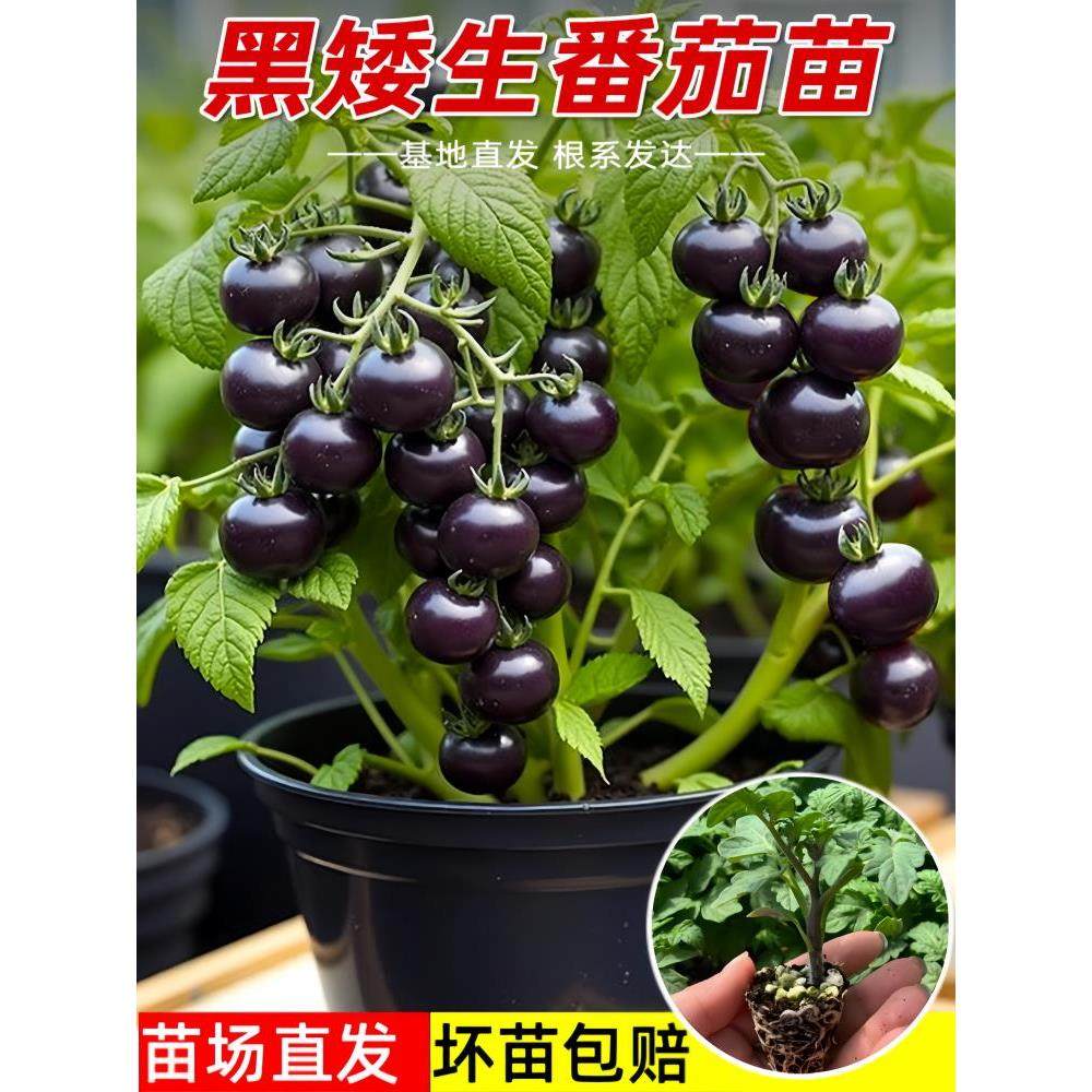 黑矮生小番茄苗秧圣女果珍