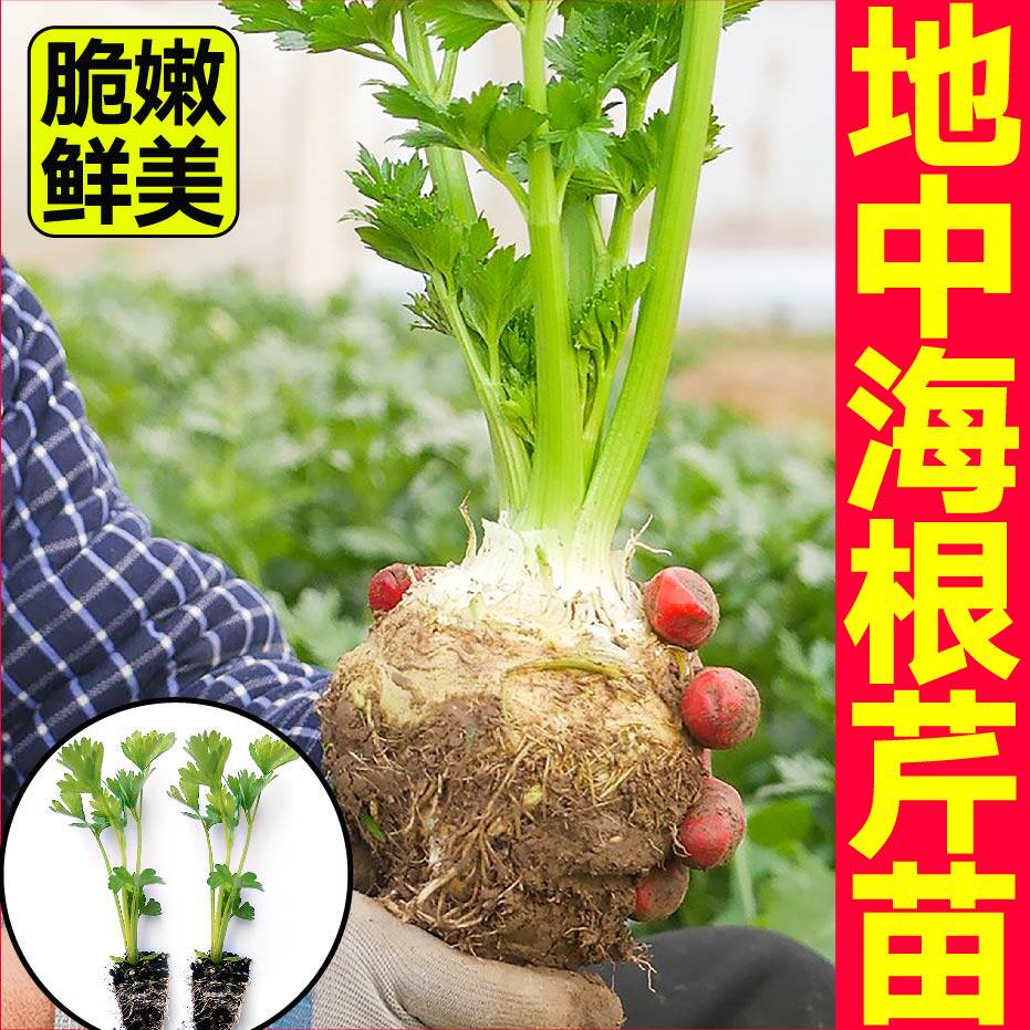 正宗根芹苗秧叶同食四季种