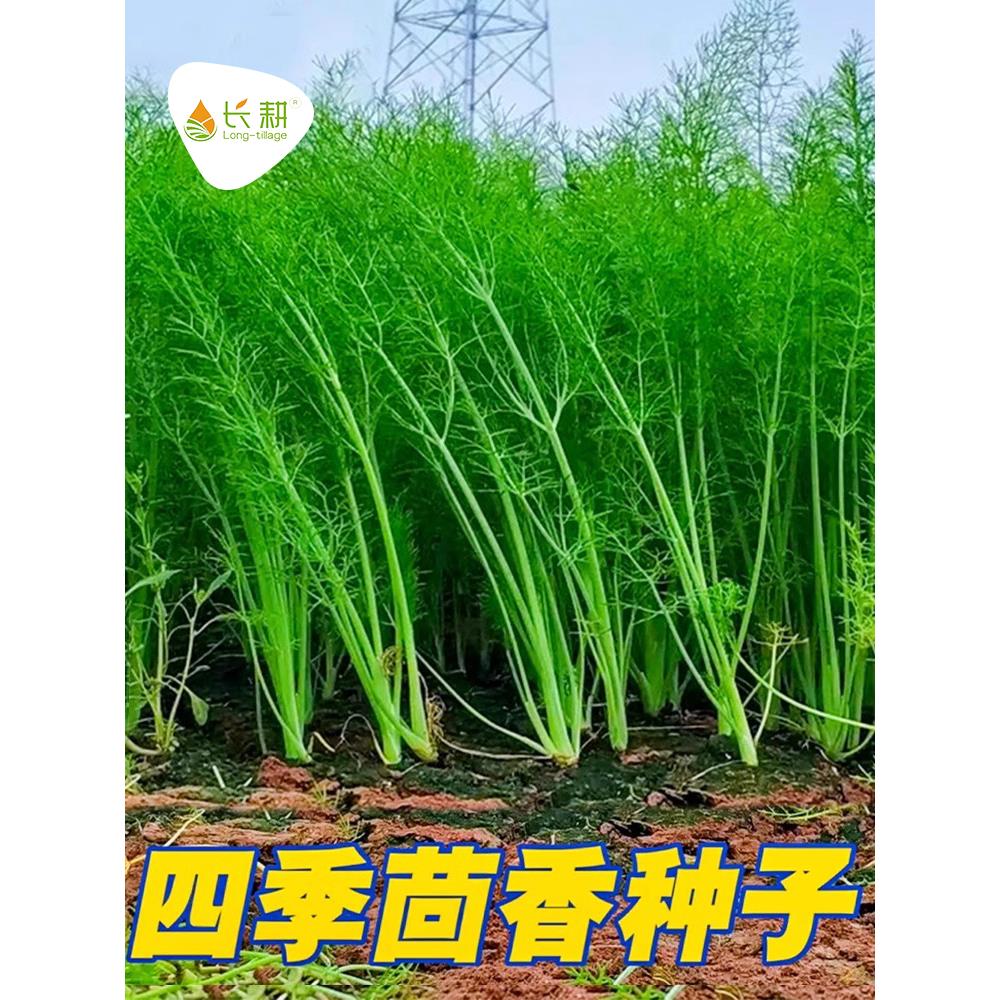 割茬小茴香种子籽菜大全四