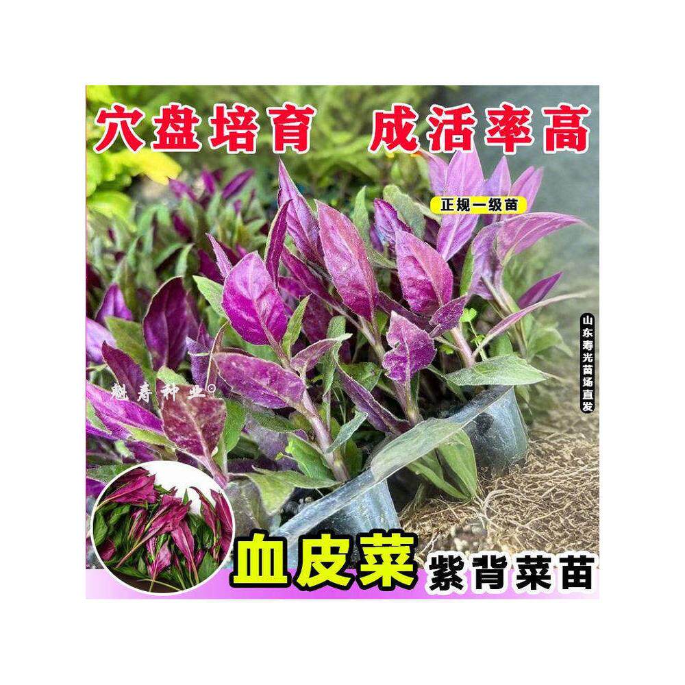 山东寿光紫背菜种苗天葵观