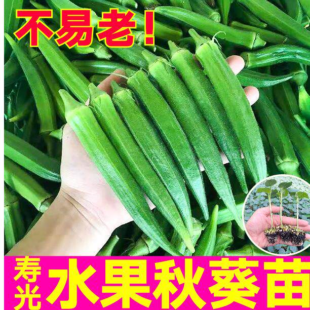 山东寿光水果秋葵秧苗超嫩