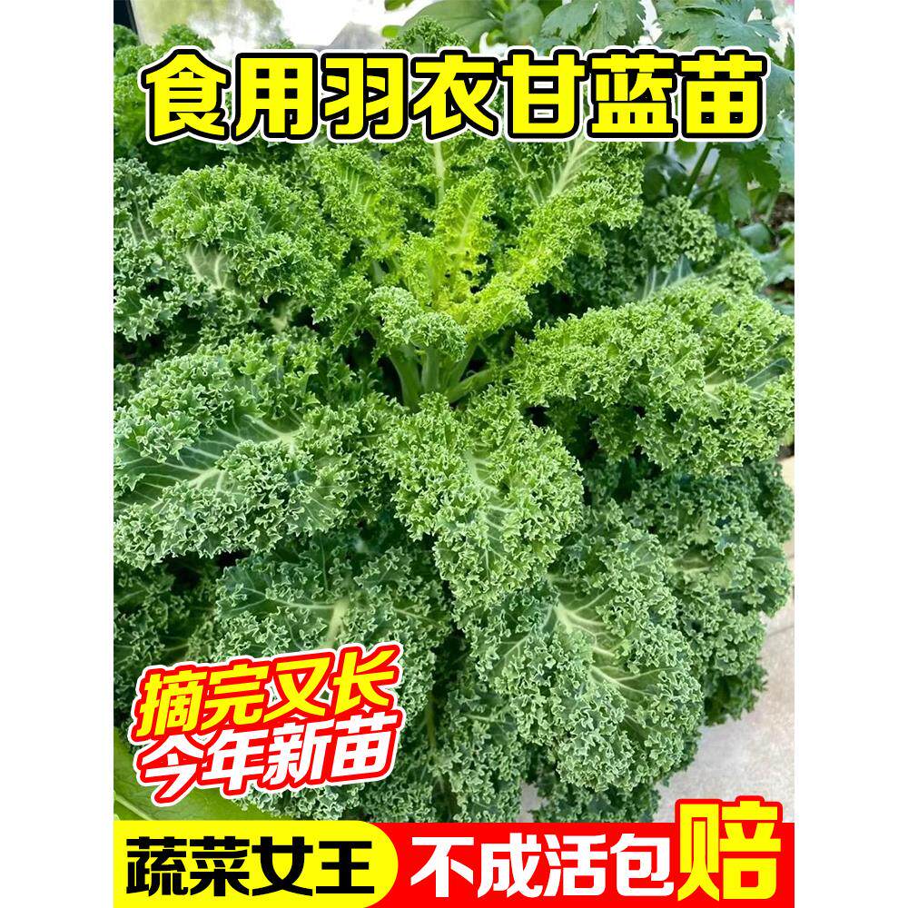 四季可食用绿羽衣甘蓝苗紫