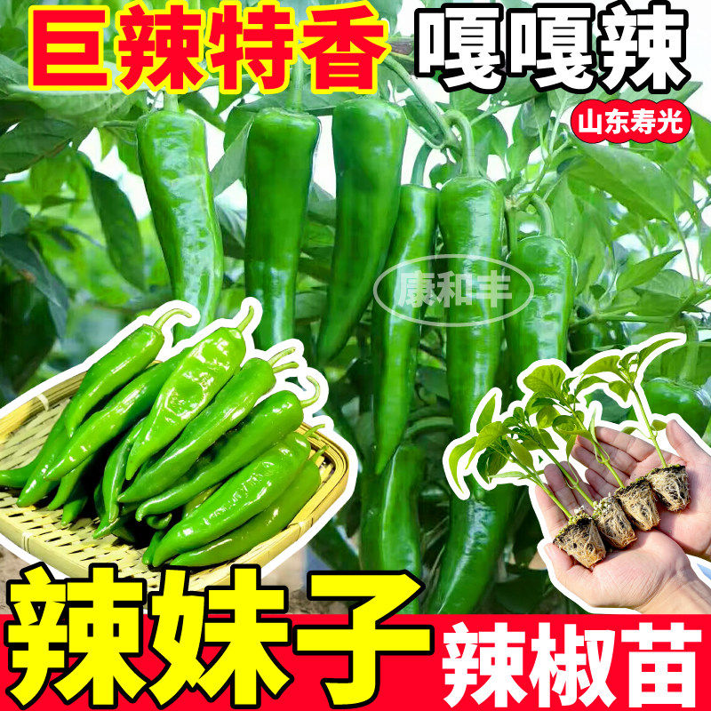 寿光巨辣妹子椒苗秧特高产