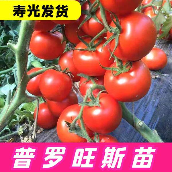 普罗旺斯西红柿种子荷兰进