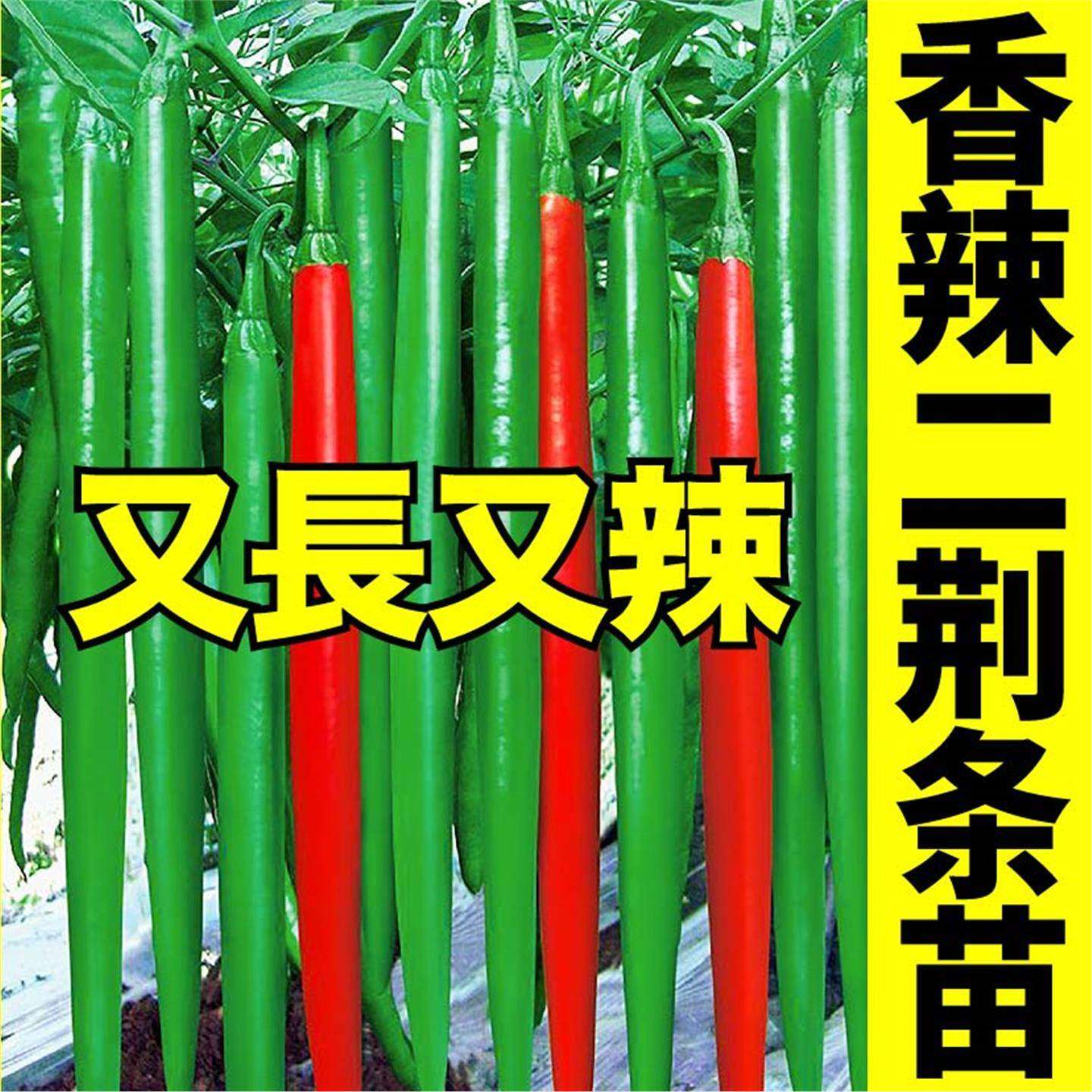 香辣二荆条苗秧线椒青红两