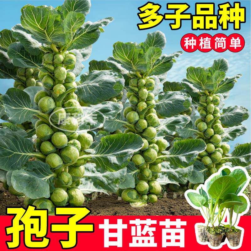 寿光孢子甘蓝苗秧四季特高
