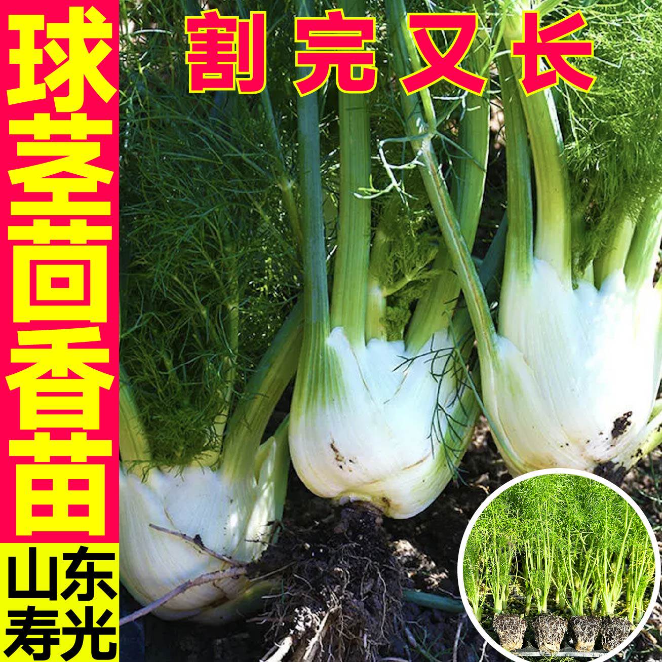 寿光球茎茴香苗秧割茬结种