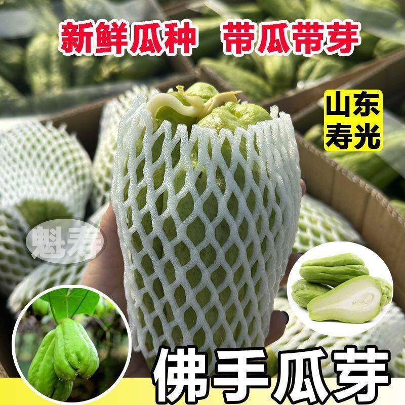 佛手瓜种子籽植秧苗发芽白