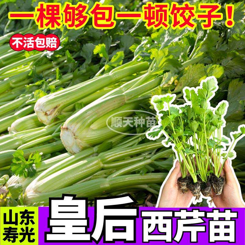 寿光西芹秧苗正宗皇后菜根