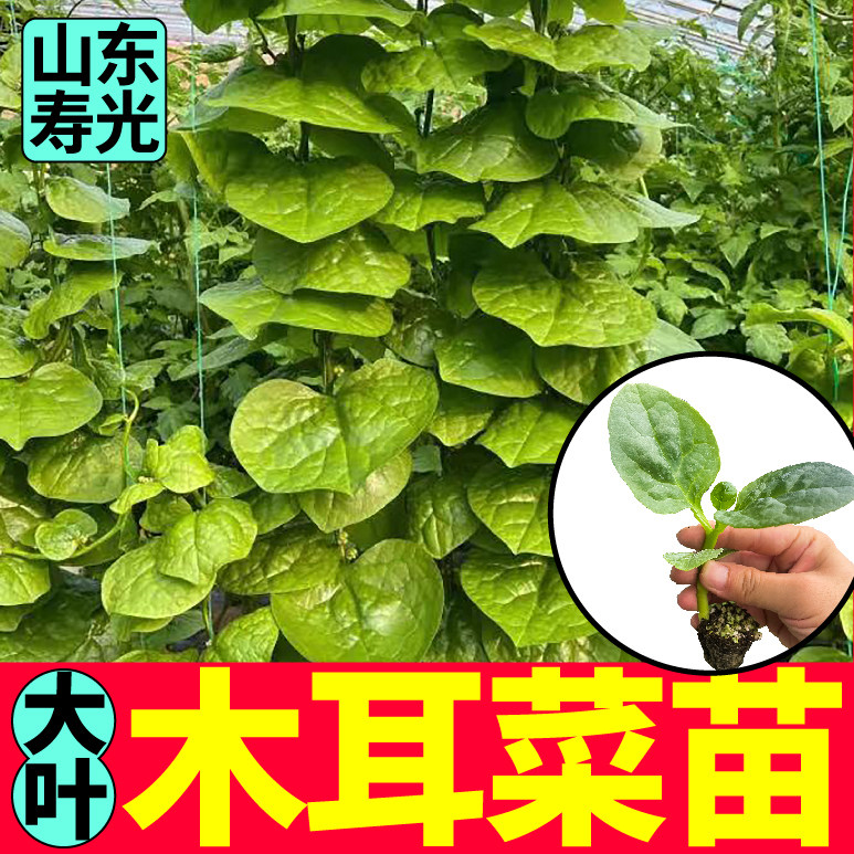 寿光摘不败木耳菜秧苗带土