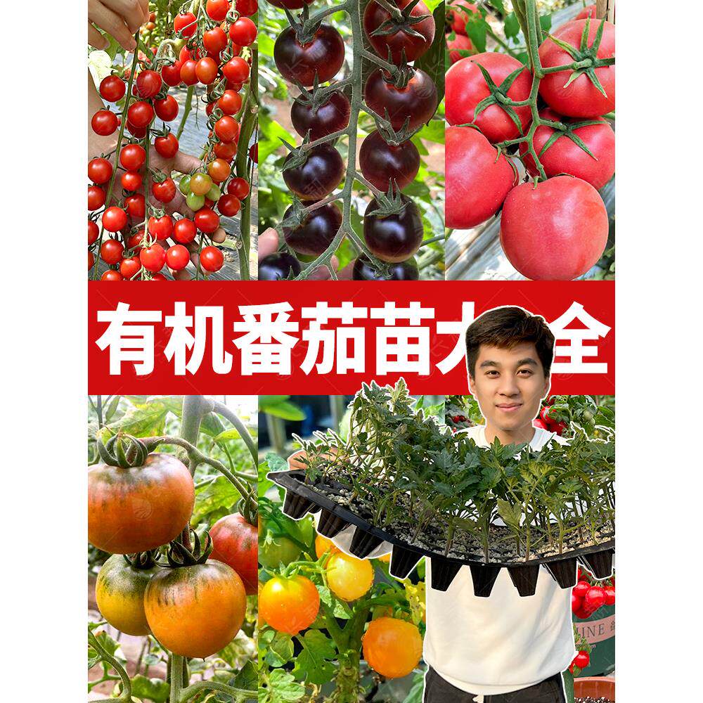 西红柿苗小圣女果瀑布番茄