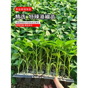 港椒种苗种子香辣贡椒泡椒种苗阳台盆栽蔬菜墨西哥子弹头辣椒种苗