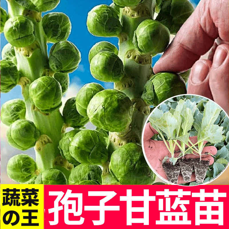 耐寒孢子甘蓝种苗抗盆栽地