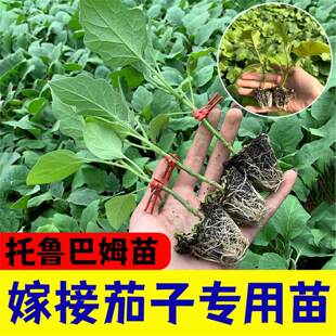茄子砧木种苗托鲁巴姆抗青枯病抗死棵抗病强野生茄子砧木