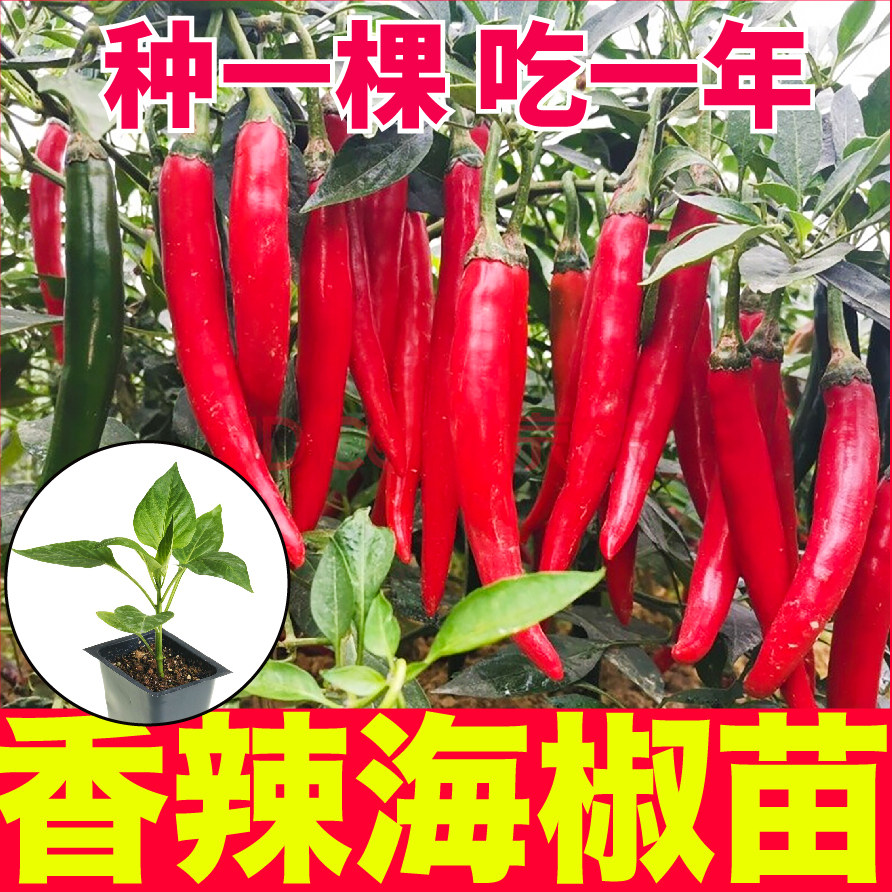 摘不败海椒秧苗带土香辣美