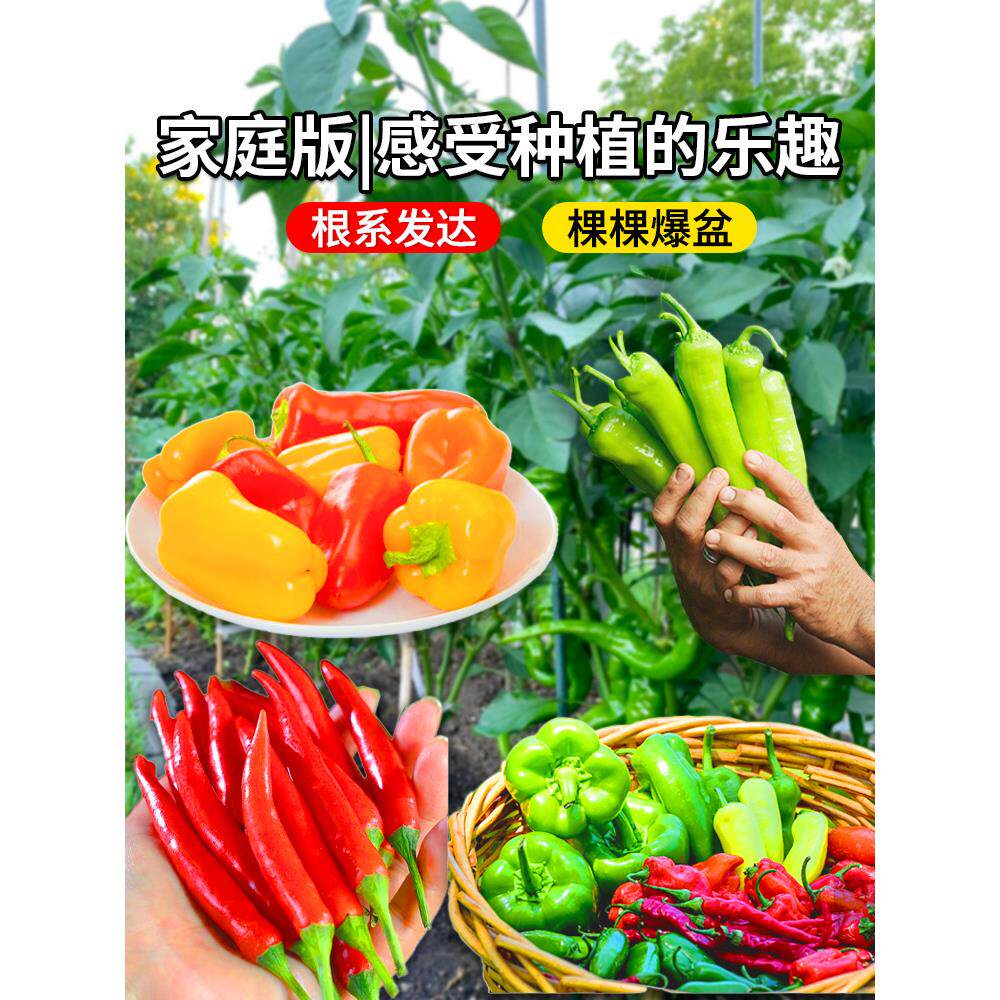 辣椒苗螺丝秧尖薄皮太空甜
