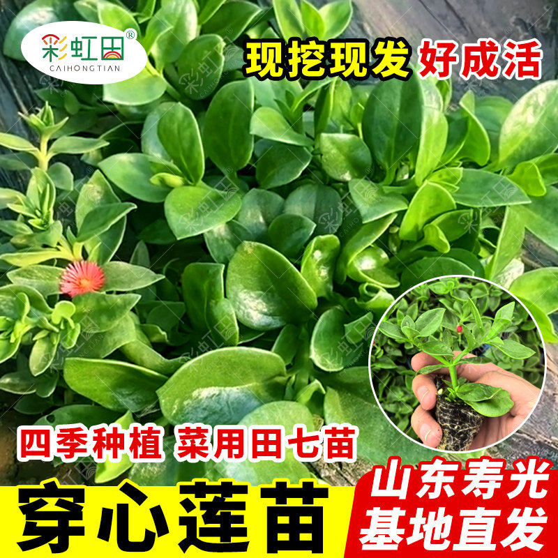 穿心莲苗子食用田七秧苗春秋四季阳台盆栽牡丹吊兰种籽蔬菜种孑苗