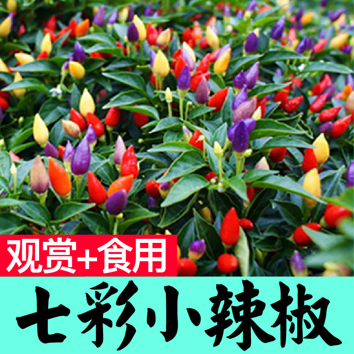 多彩七五六小尖椒辣秧苗四