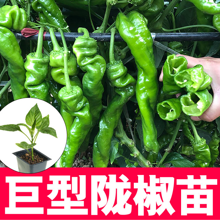 大果螺丝椒苗秧香辣巨型陇