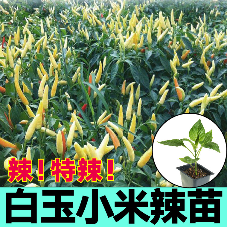 白玉小米辣苗秧高产红椒野