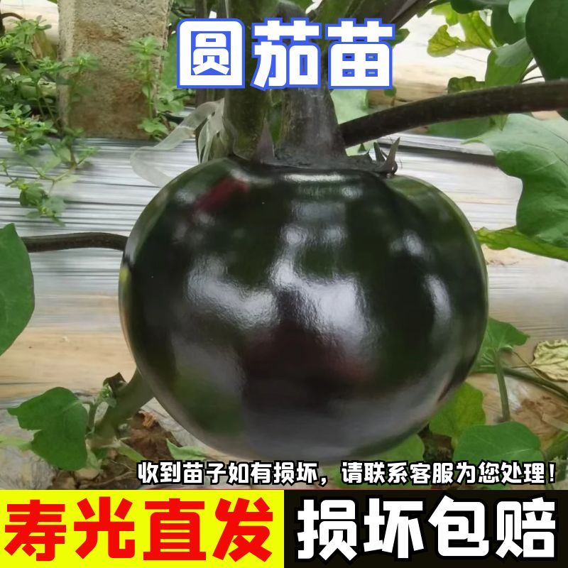 圆茄子苗园茄子苗四季盆栽蔬菜苗