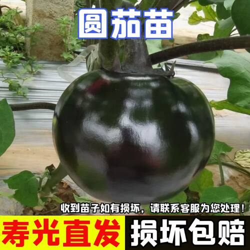圆茄子苗园茄子苗四季盆栽蔬菜苗