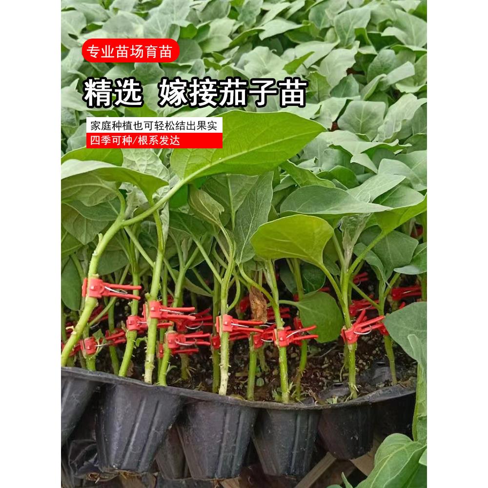 嫁接茄子苗烧烤专用紫把圆
