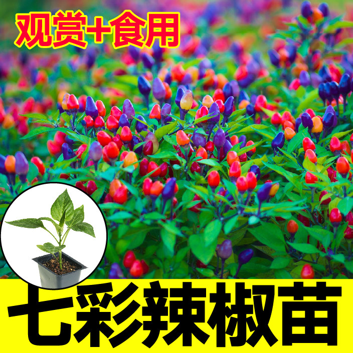 七彩辣椒苗观赏食用多小秧