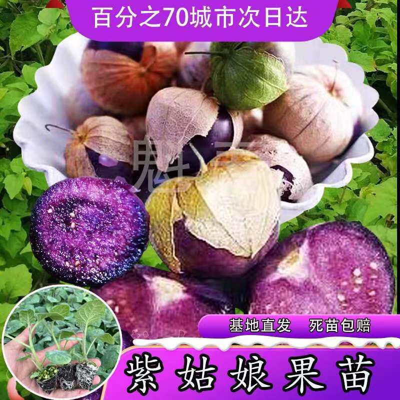东北紫姑娘果苗秧带土球四季春秋盆大鼻子大果黄毛酸浆菇娘果种子