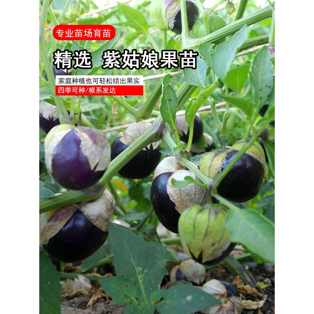 大果紫姑娘苗秧带士发货鼻