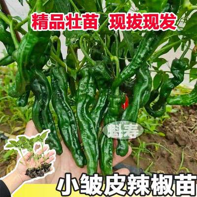 香辣小皱皮椒秧苗长果黑亮