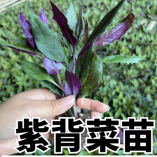 正宗紫背菜秧苗观音菜苗子四季苗