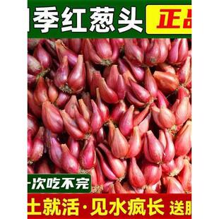 四川火香葱新鲜小香葱红葱种葱头头盆栽火葱阳台炸榨葱油干葱头