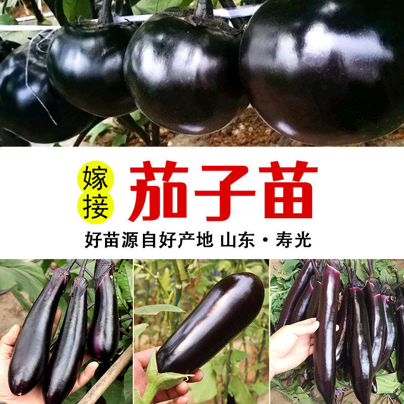 茄子苗秧苗紫把长茄苗大龙茄苗线茄幼苗黑圆茄种苗嫁接四季蔬菜苗