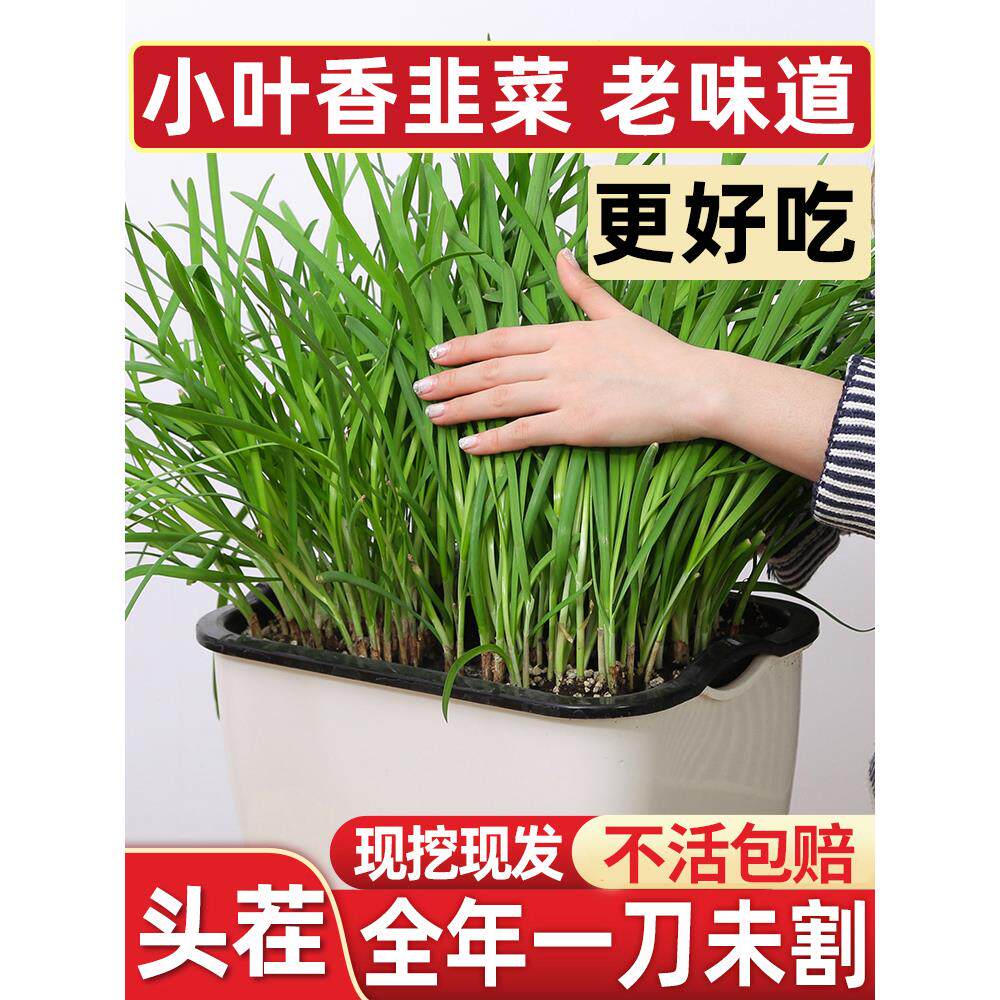 韭菜根苗紫种新鲜现挖大宽